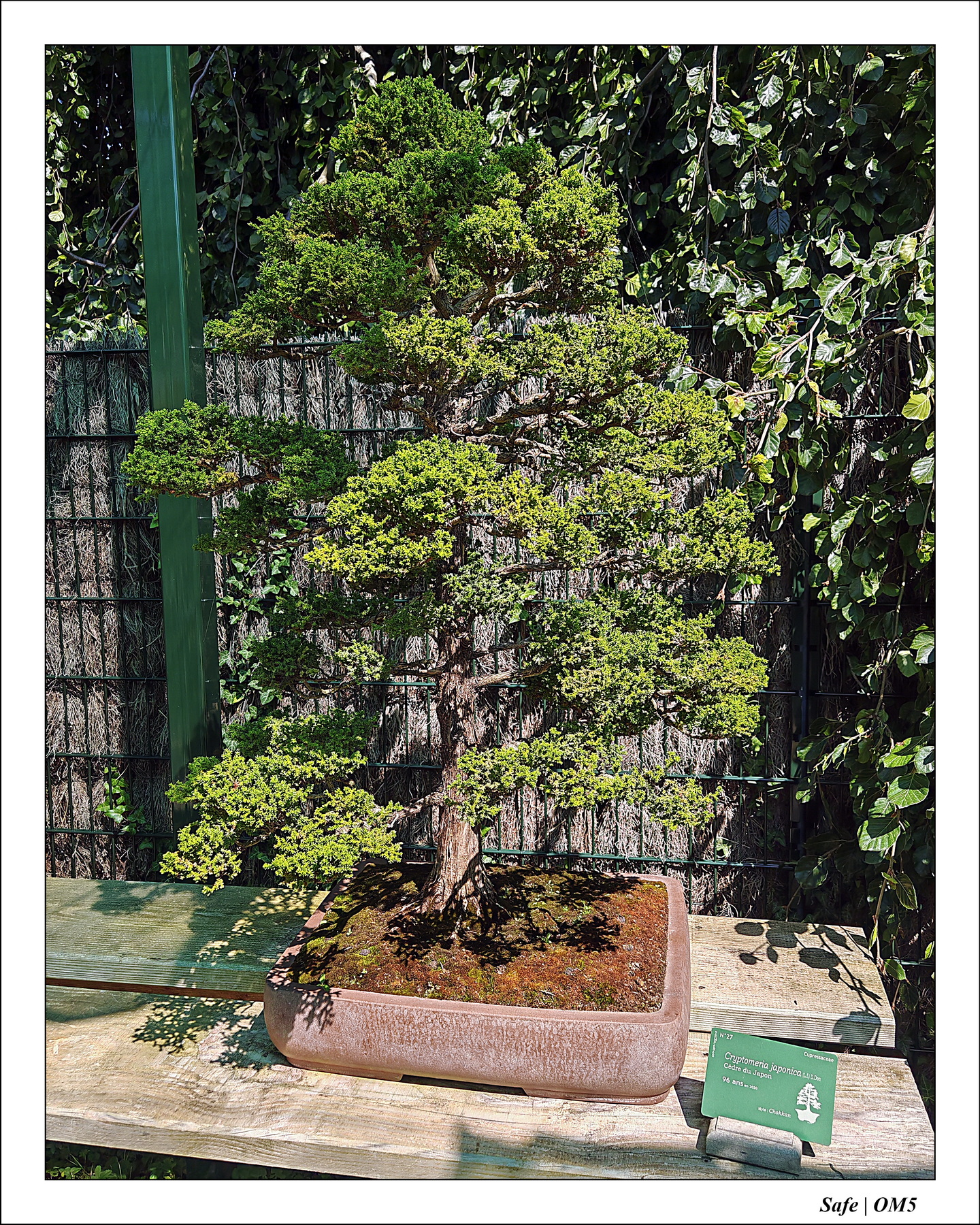 2025 - 08 - Vallée des loups - 06